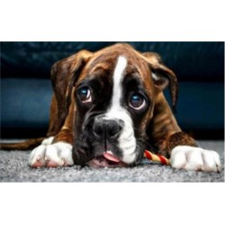 DIAMENTOWA MOZAIKA PIES...