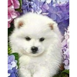 MALOWANIE PO NR PIES BIAŁY...