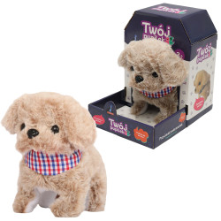 ASKATO PUPILEK PIESEK 26043