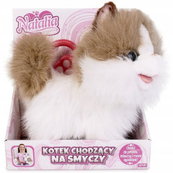 Kot chodzący biało-rudy...